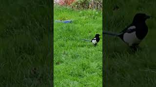 Magpie seeing the pigeons off autumnwatch [upl. by Esta]