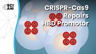 Using CRISPRCas9 to repair the HBD promoter leads to increased production of hemoglobin HbA2 [upl. by Agler107]