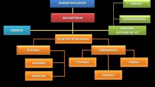 Ácidos Nucleicos Estructura química fundamental [upl. by Auqinihs]