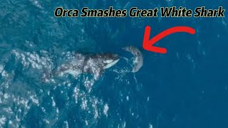 Orca Grandmother Sophia Smashes Great White Shark  Epic Showdown 🦈👊 [upl. by Yanej358]