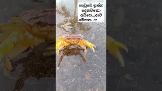 යෝධ කකුළුවෙක් ⁣නෙවෙයි🦀🦀 [upl. by Nellda]