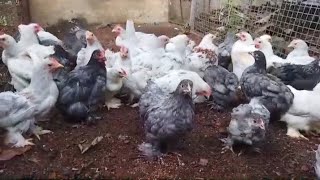 fancy hen pekin bantam chicks farming chicks [upl. by Yrmac]