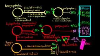 Schneid Guide to Autonomic Nervous System Anatomy and Neurotransmission [upl. by Allit208]