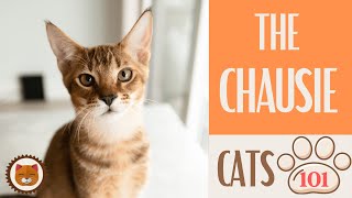 🐱 Cats 101 🐱 CHAUSIE CAT  Top Cat Facts about the CHAUSIE [upl. by Sungam108]