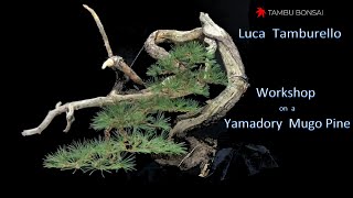 Workshop on a Yamadory Mugo Pine by Luca Tamburello  Tambu Bonsai [upl. by Shaylah281]