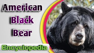 American Black Bear Ursus Americanus – Audio  Video Encyclopedia [upl. by Oreste]