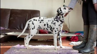 Training my Dalmatian puppies [upl. by Gladys]