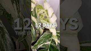 Breathtaking Monstera Albo Leaf [upl. by Cannice]