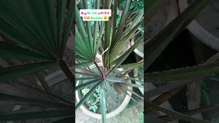 Latan Palm or latania palm plantsadda viralshort viralvideo trending viral youtubeshort plant [upl. by Wendi]