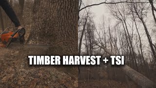 Timber Harvest  TSI [upl. by Siuqcram]