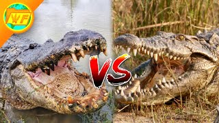 Alligator VS Crocodile  Whats the Difference [upl. by Licastro685]