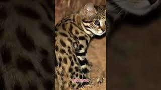 Black Footed Cat 😱😱😱 scifactscentral animals sciencofacts shorts shortvideo shortsfeed [upl. by Idnam]