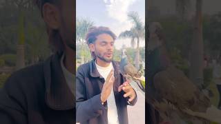 Kabutar ne ladki ne sath prank Kiya shorts spsamirpets kabutar pigeon prank prankshorts [upl. by Kristos212]