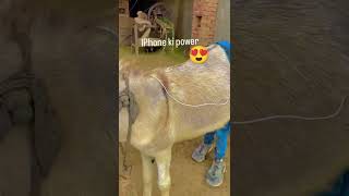 iPhone ner power New funny videos 🤣 trending funny comedybangladeshindia supportbangla reels [upl. by Sucramal]