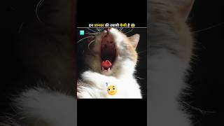 This Is How Different Animals Yawn 🥱shorts amazingfacts animals [upl. by Werby463]