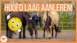 Leer je paard zijn hoofd laag houden [upl. by Ettenaej]