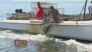 Watermen Ply Chesapeake Bay With Oyster Babies That They Can Harvest Later [upl. by Loggia]