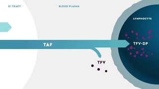 DESCOVY® tenofovir alafenamide Mechanism of Action for HIV PreExposure Prophylaxis PrEP [upl. by Tugman]