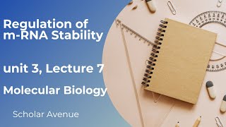 Regulation of mRNA Stability [upl. by Huldah369]