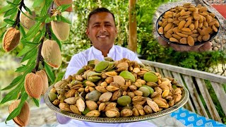 Almond Harvesting Skardu  Badam Halwa Recipe  Almond Farming  Village Food Secrets [upl. by Acired906]