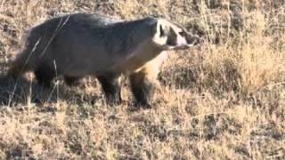 American badger facts [upl. by Ahsinan965]