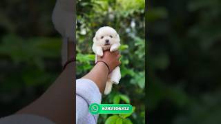 Pomeranian puppies sale  pom for sale  Spitz sale kerala  home delivery available  pom sale [upl. by Natale]