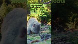 HIOW Tasmanian DEVILS got the name amp can they CRUSH BONES animals nature shorts viralvideo [upl. by Anifled]