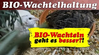 BioWachteln  BioRichtlinien und Verordnungen für die Wachtelhaltung [upl. by Emmey774]