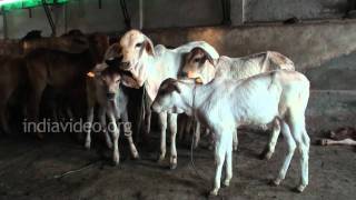 Dairy Farm Cattle farm Hisar Haryana [upl. by Fugate]