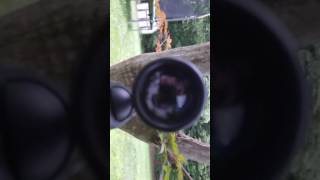 Shooting phone with 177 Crosman CFRNP17SX Fire Nitro Piston Air Rifle [upl. by Kyle531]