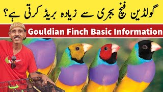 LADY GOULDIAN FINCH BASIC INFORMATION IN URDU amp HINDI [upl. by Mozart]