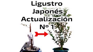 Ligustro Japonés actualización Nº1 [upl. by Eirovi]