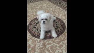 Teacup ShihPoo Shih TzuPoodle can do tricks [upl. by Austreng702]