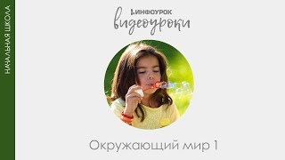 Ты ученик  Окружающий мир 1 класс 1  Инфоурок [upl. by Anjela]