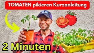 TOMATEN PIKIEREN  Kurzanleitung 2 Minuten 🍅 [upl. by Sinegra]