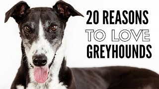 20 Things I Love About My Greyhounds [upl. by Rehpotsihrc]