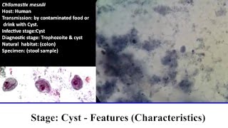 10 Practical Parasitology  Chilomastix Mesnili  Cyst Stage [upl. by Queston]