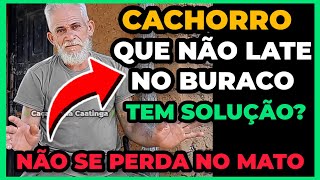 🔴 CACHORRO QUE NÃO LATE NO BURACO TEM SOLUÇÃO COMO NÃO SE PERDER NA CAÇADA A NOITE [upl. by Faber]