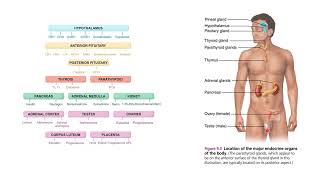 Anatomy and Physiology of the Endocrine System Introductory [upl. by Irtemed]