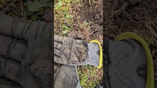 Deep Buckle metaldetecting metaldetectingfinds shorts [upl. by Valli]