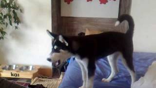 Siberian husky Kai Howling [upl. by Kacey]