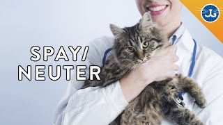 Why You Should Spay and Neuter Your Cats amp Dogs [upl. by Achorn315]