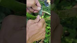 Plant grafting and tree care techniques 2823 [upl. by Hadihsar289]