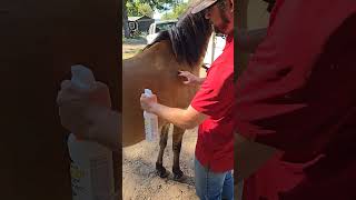 Fly spray desensitization for a horse there That doesnt like the soundIm a spray bottle [upl. by Bee]