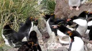 Macaroni penguin ecstatic display [upl. by Millburn145]