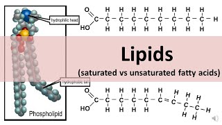 Lipids Saturated amp Unsaturated fats  updated [upl. by Anawait]