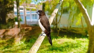 White Rumped Muniaটুনি চৰাই।। [upl. by Merri]