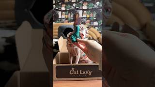 He scared the crap out of her 😅 sphynx hairlesscats cat asmr catladybox [upl. by Rushing]