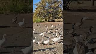 Geese Takeover Feeding Frenzy at Columbia Park Pond video trending nature [upl. by Remat]