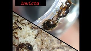 Solenopsis Invicta  Desde começo até o dia 103 [upl. by Wootten]